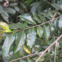 <i>Xylopia nigricans</i>  Hook.f. & Thomson